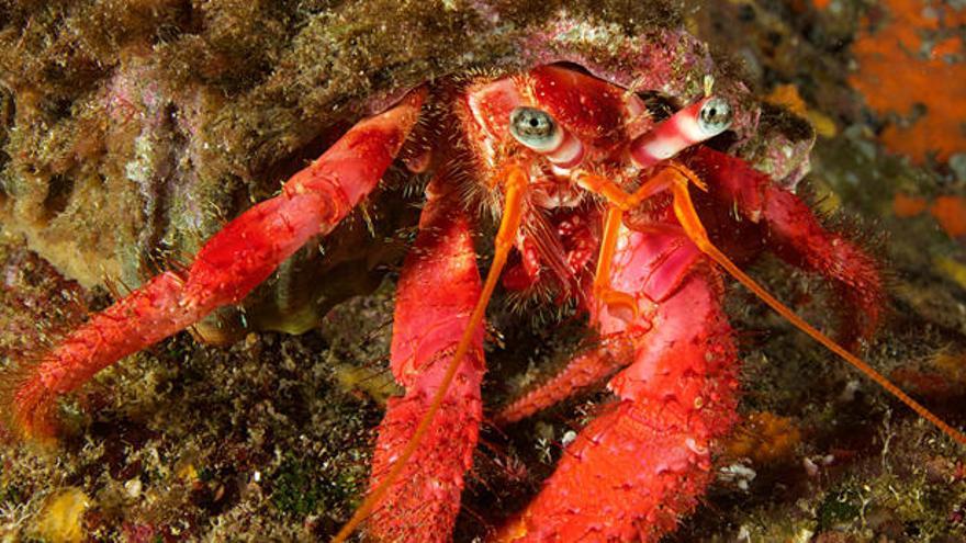 Cangrejo en uno de los túneles de los fondos de ses Margalides