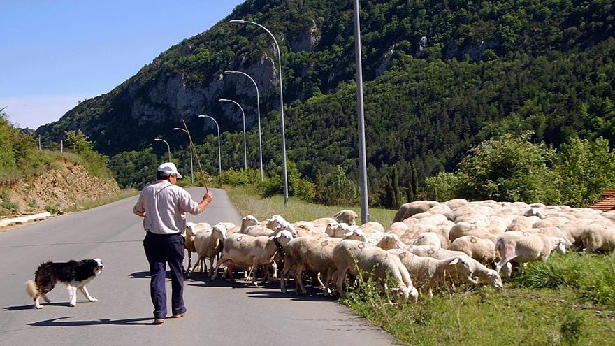 El Gobierno de Aragón insta al Ministerio de Agricultura a pedirle a Europa que flexibilice el uso de la lana