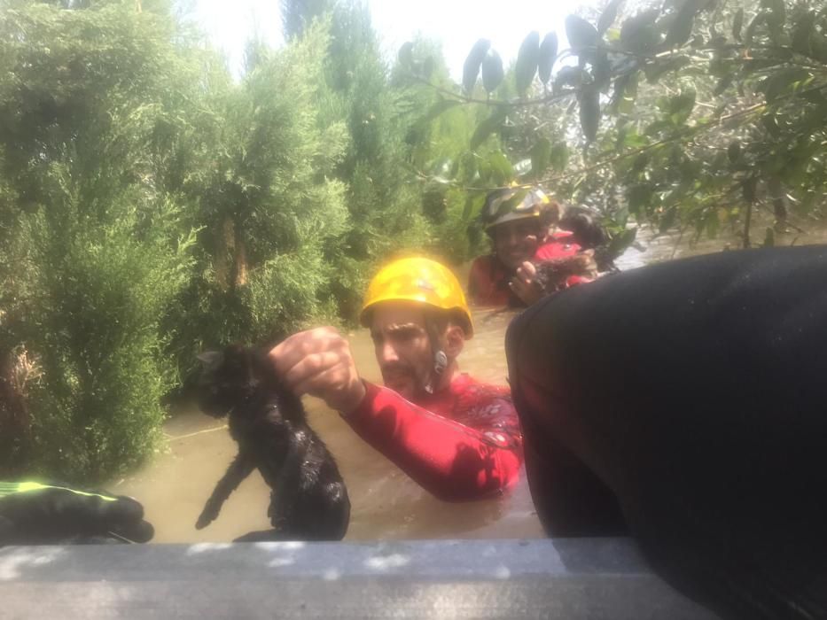 Bomberos y Protección Civil de Alicante participan en las labores de auxilio en la Vega Baja.