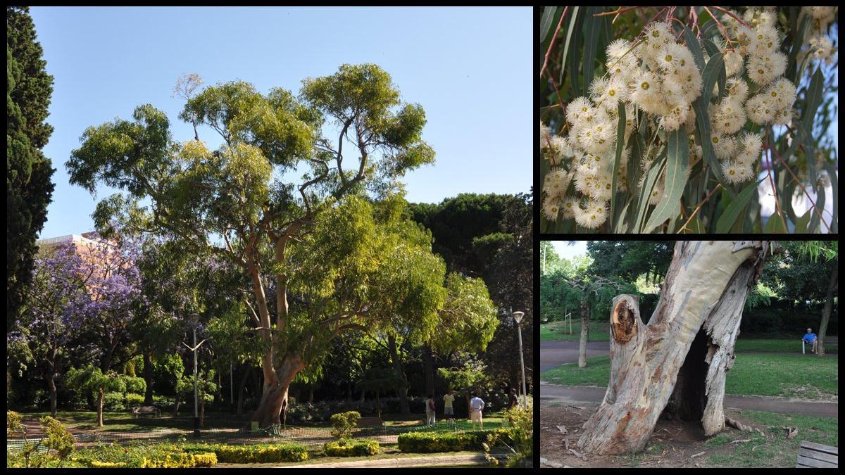 eucalipto-vila-amelia-eucalyptus-globulus