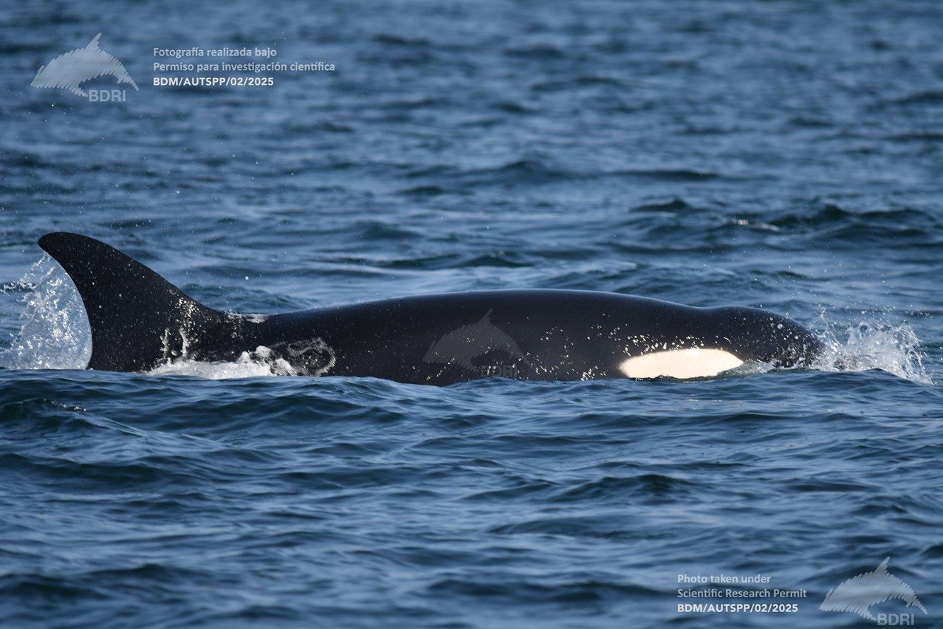 Biólogos, doctores y estudiantes del BDRI hacen un estrecho seguimiento de los mamíferos marinos en las rías de Vigo, Pontevedra y Arousa.