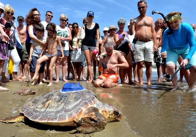 18/03/2016 PLAYA DEL INGLES, SAN BARTOLOME DE TIRAJANA. Suelta de tortugas bobas en Playa del Ingles. Foto: SANTI BLANCO