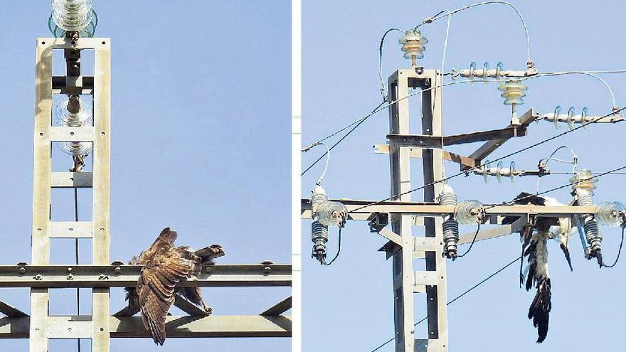 El Consell anuncia acciones por la electrocución de aves