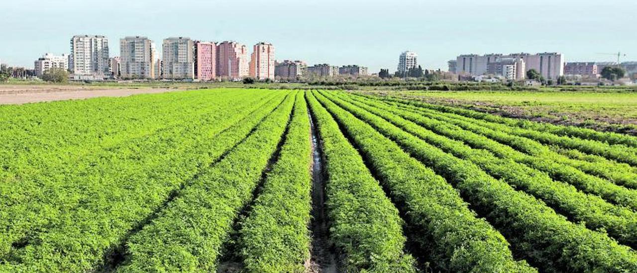 Campos de huerta en
València.  levante-emv