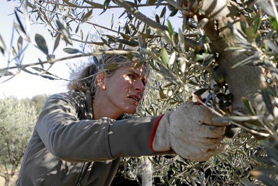 Gartenarchitektin Andi Lechte und Baumexperte Ramón Galmés: Im Februar ist ein Schnitt der "olivos" angesagt. Dies beugt Krankheiten und Schädlingsbefall vor, fördert die Fruchtbildung und erleichtert obendrein die Ernte.