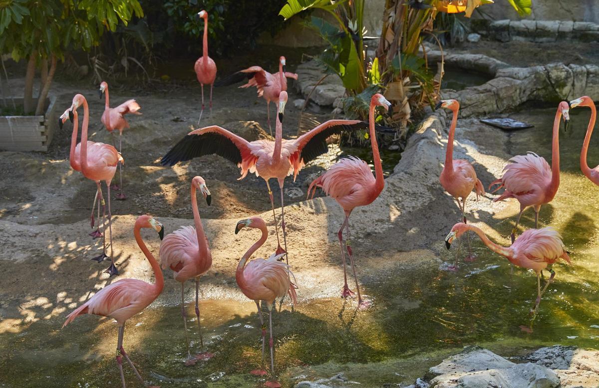 Los preciosos flamencos