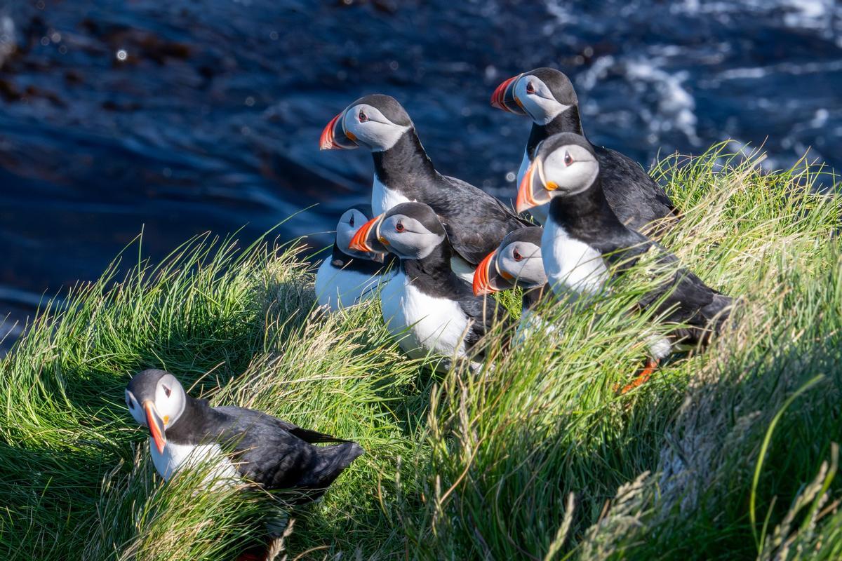 Un grupo de frailecillos.