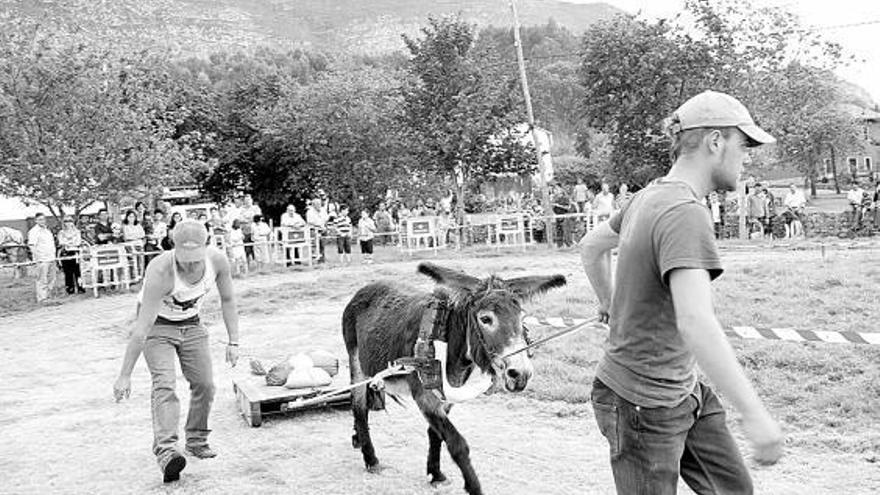 «Chavelo», el primer burro en competir, arrastrando 280 kilos, su peso multiplicado por dos.