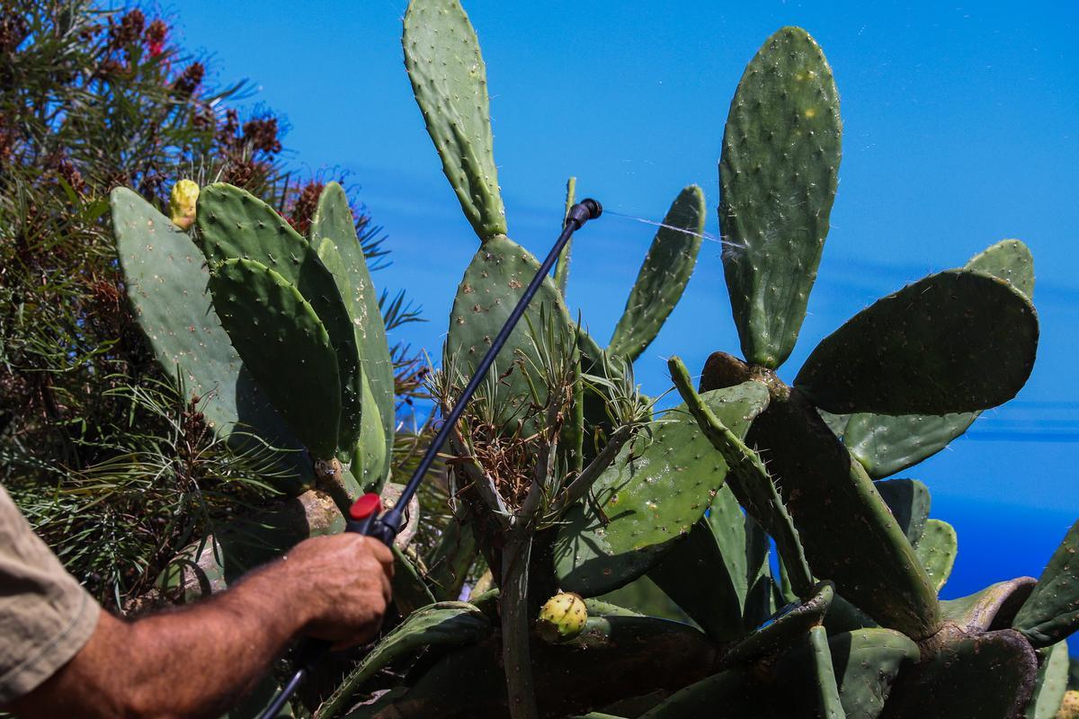 La cochinilla mexicana es declarada plaga en Canarias 13 años después de detectarse