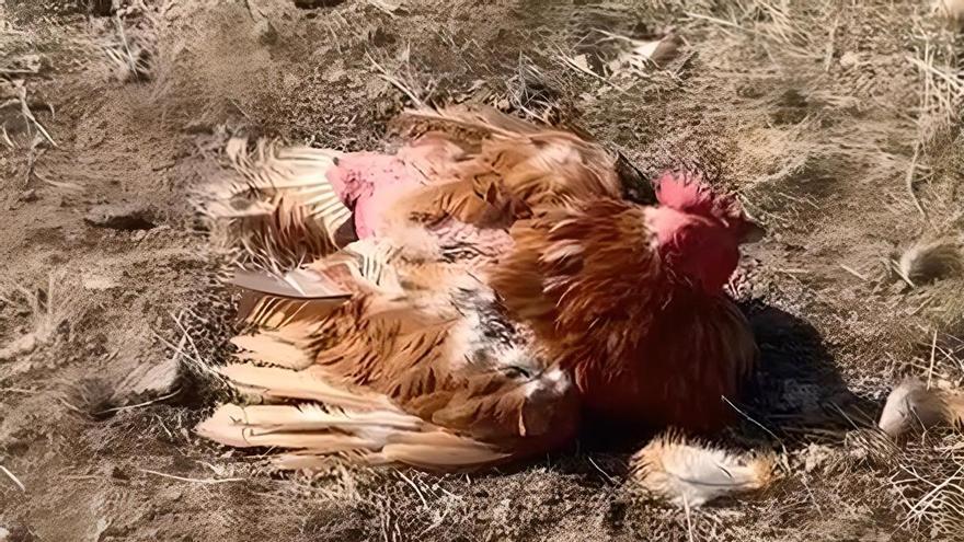 Arxiven el cas de suposat maltractament animal a una gallina trobada en zona militar a Sant Climent Sescebes
