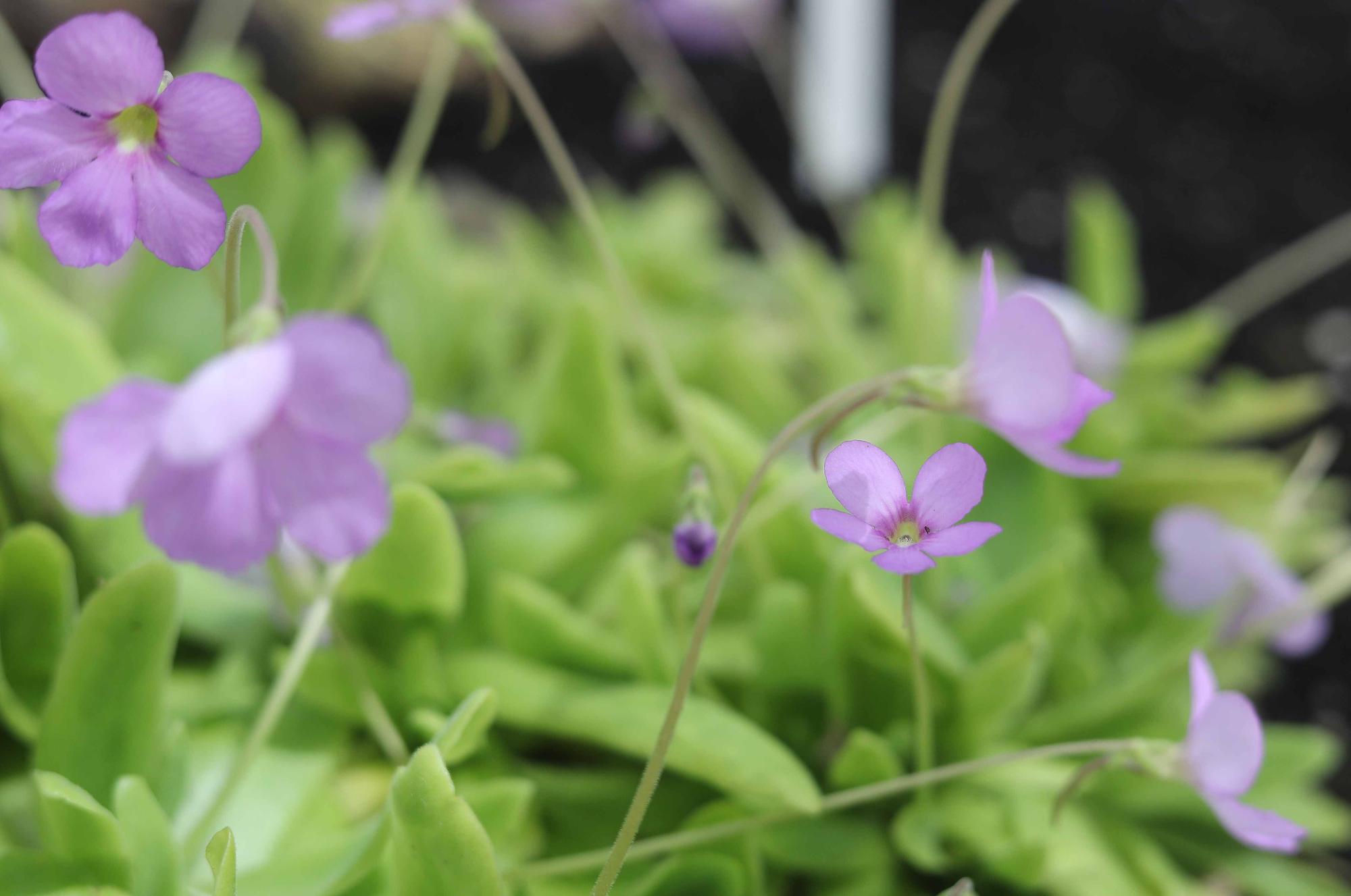 Las flores del Jardín Botánico en primavera