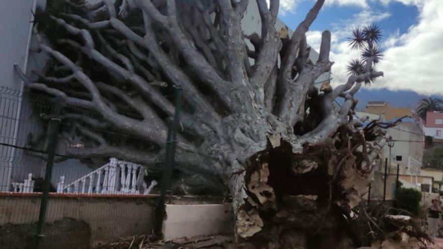 A dragon tree falls in La Oratava on the neighbor’s building and ‘traps’ 25 cars in a parking lot