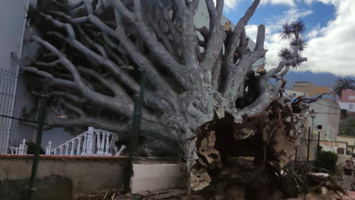 Ejemplar de drago caído en la mañana de este jueves en La Orotava.
