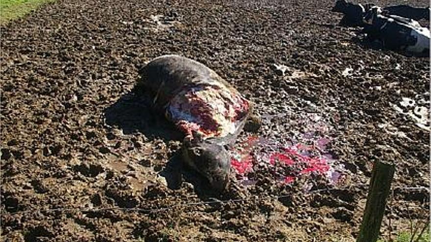 L&#039;animal estès amb talls i sang a tot voltant en el tancat de la granja Serra del Marsans de Tordera.