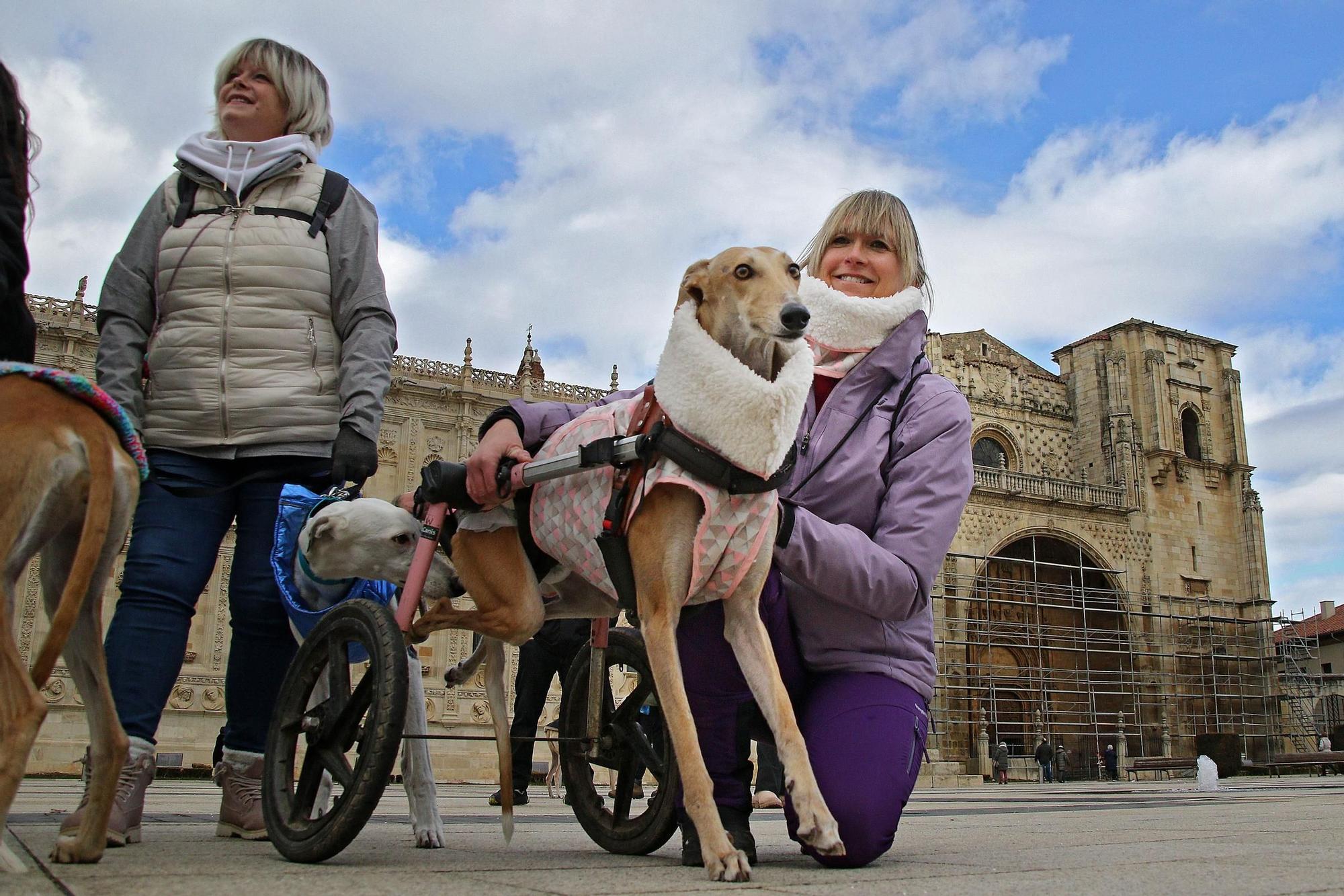 León y Valladolid se movilizan para reclamar una legislación que proteja a los perros usados en la caza