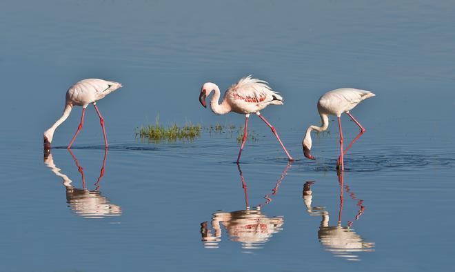 El flamenco menor es una especie de flamenco que se encuentra en el África subsahariana.