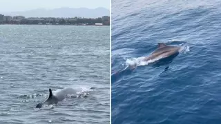 Ballenas y delfines: el espectáculo marino que se deja ver en una de las playas de Málaga