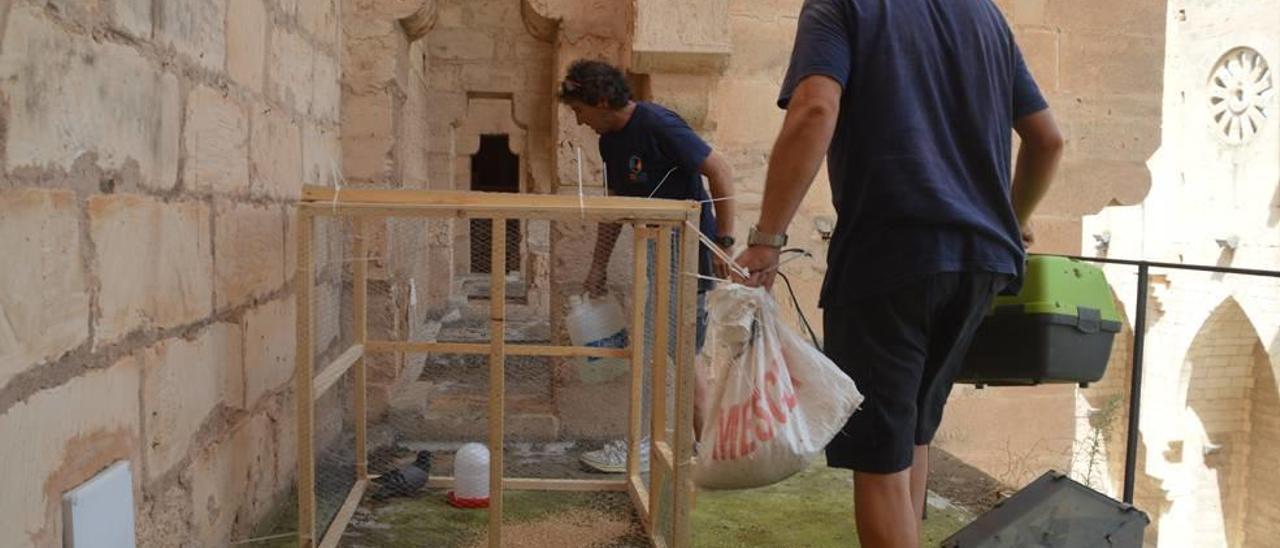 Técnicos de Natura Parc colocando una de las dos grandes jaulas.