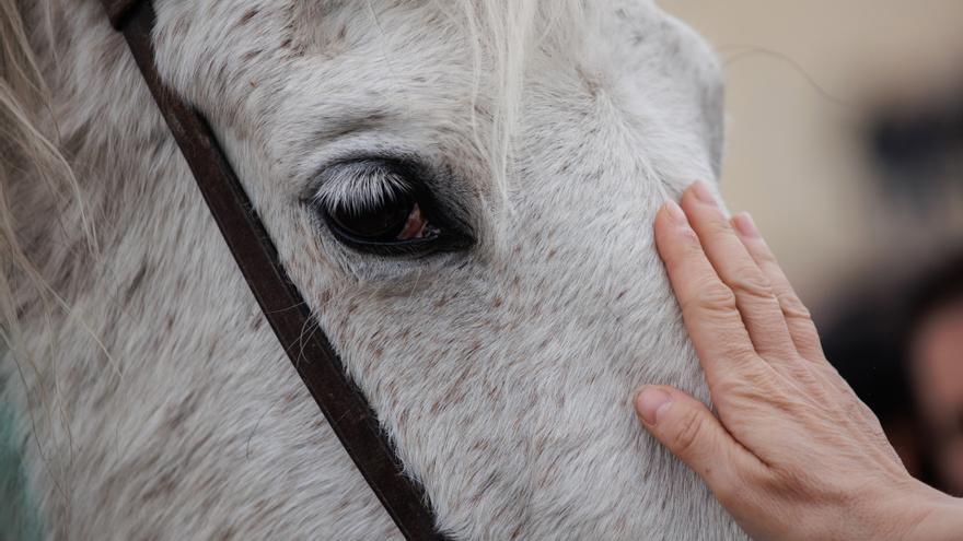 Detalle de un caballo.