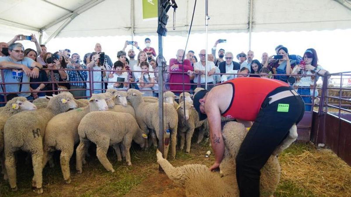 Esquilado de ovejas en la Feria del Pastoreo de Villaralto en una edición anterior.