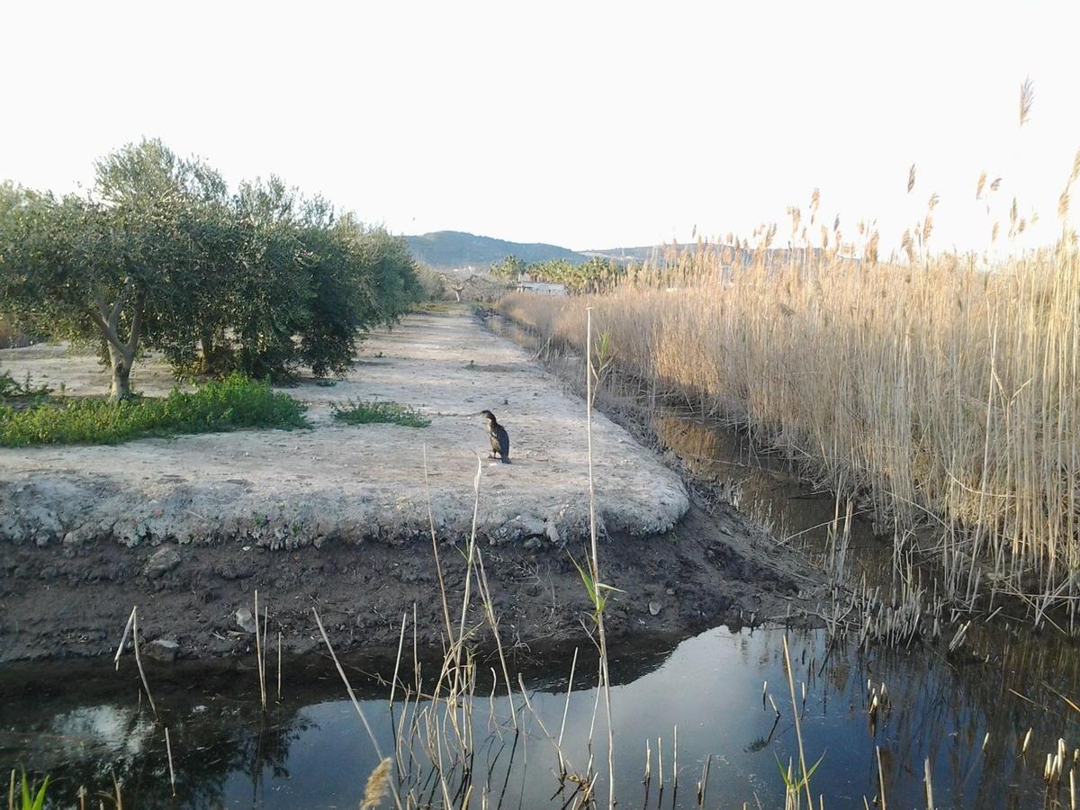 Marjal de Torreblanca