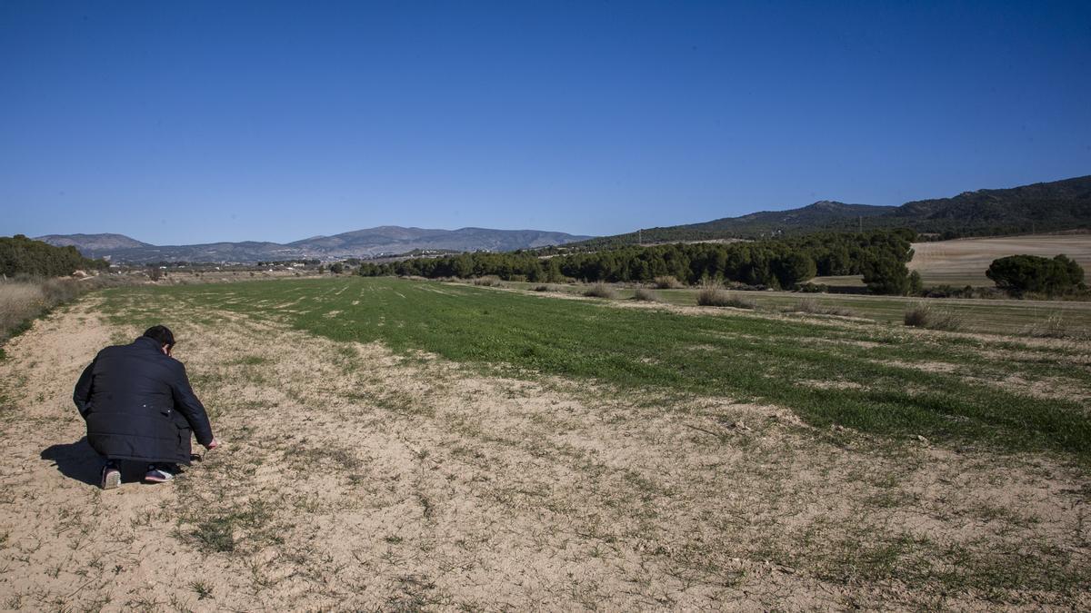 Parte de los terrenos donde se ha planteado la macroplanta solar al sur del término municipal de Castalla.