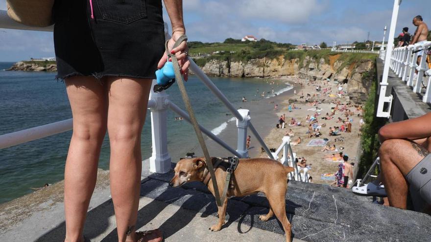 Un régimen sancionador reforzado para luchar contra el maltrato animal en Gijón y reducir conflictos vecinales por las mascotas