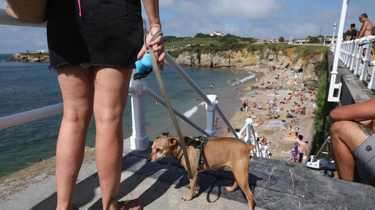 Un perro en la escalera de acceso a la playa del Rinconín.