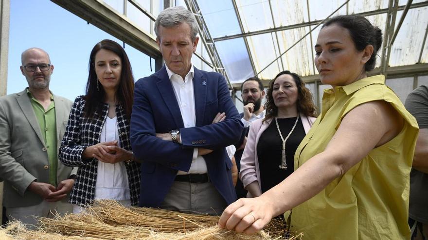 El textil de Galicia vuelve a sus orígenes: Adolfo Domínguez lanza con la Xunta un ambicioso plan para recuperar el cultivo y la industria del lino