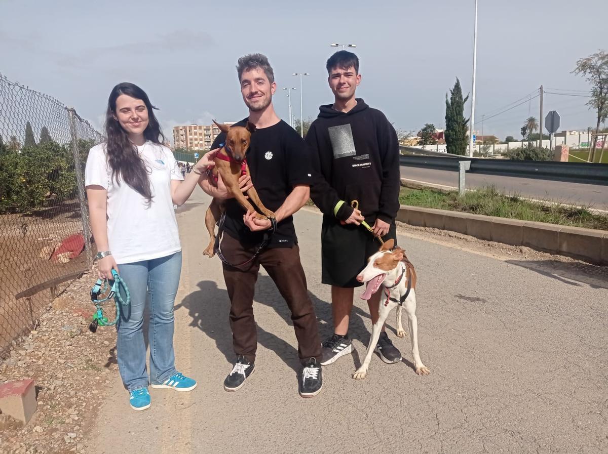 Varios perros dados en acogida.