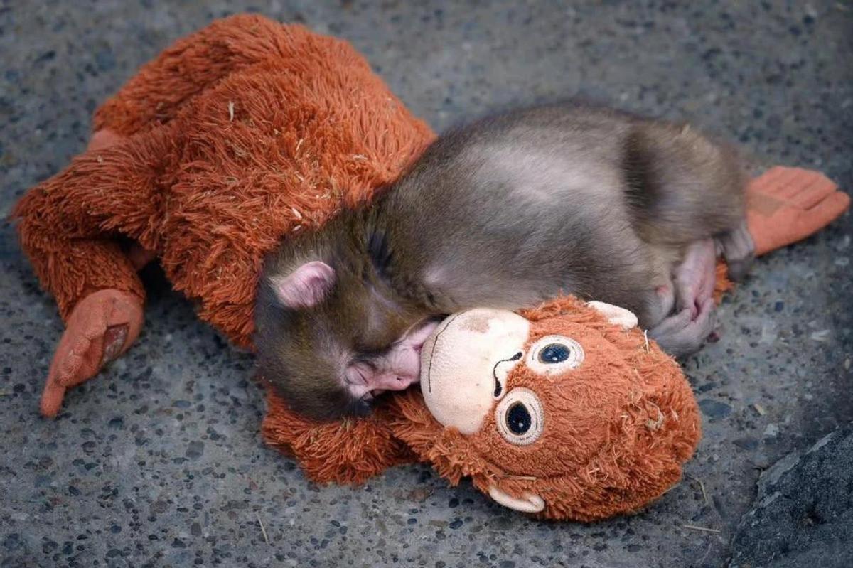 El mono Punch con su peluche.