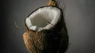 Sustrato de coco: el mejor amigo de tus plantas esta primavera
