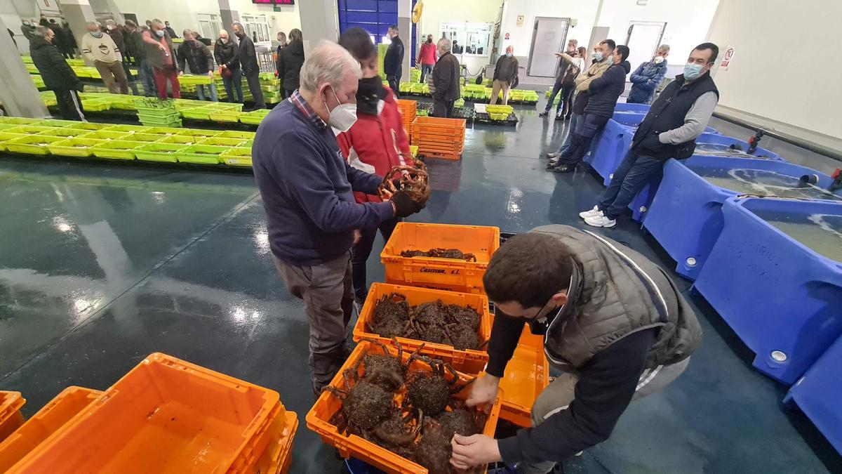 Un comprador selecciona el centollo durante la subasta del miércoles, en O Grove.