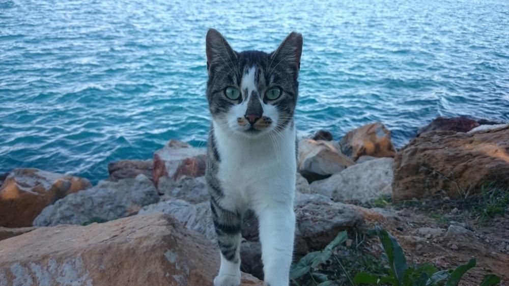 Voluntarios del CES y el Albergue Municipal han colaborado con la castración de 571 gatos en Torrevieja este año. En dos años la campaña ha evitado el nacimiento de 18.000 crías.