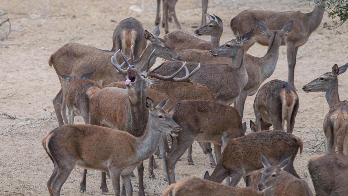 La Junta de Andalucía intenta incorporar más mujeres a la caza y sortea un permiso para la zona de Las Monteras en Córdoba