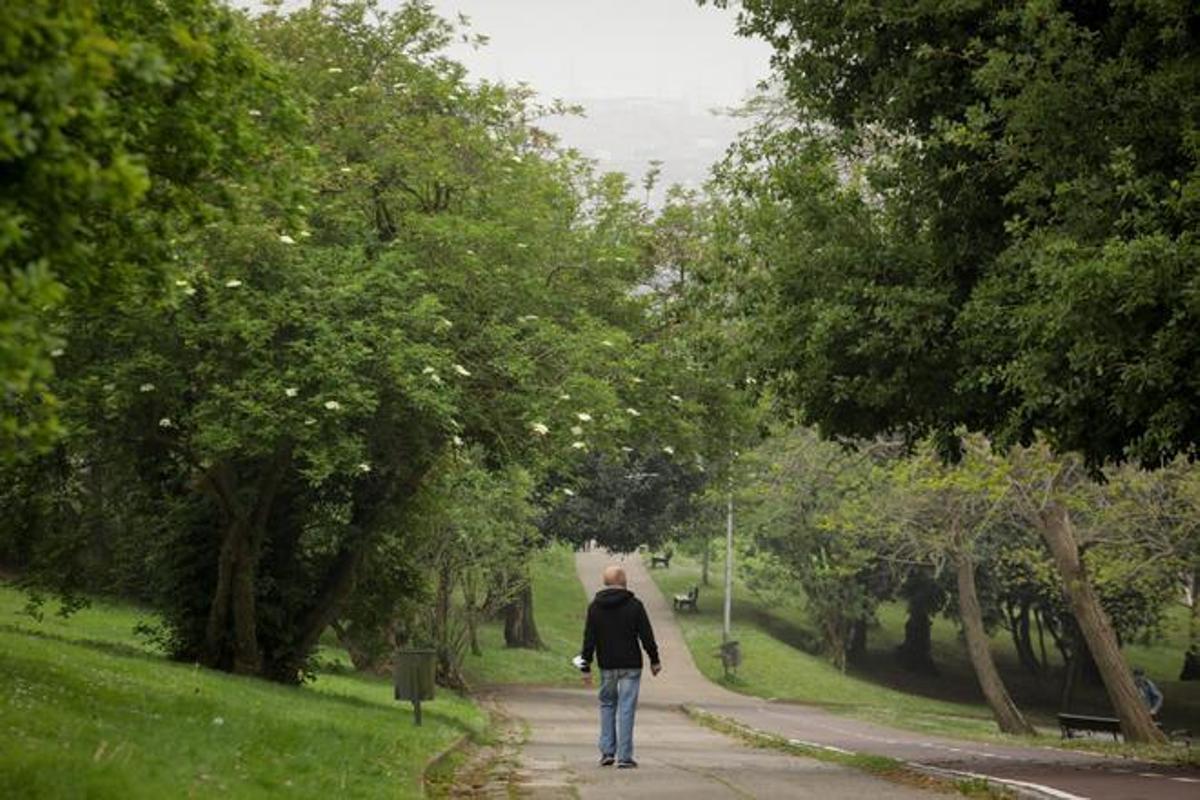Árboles en el parque de Los Pericones.