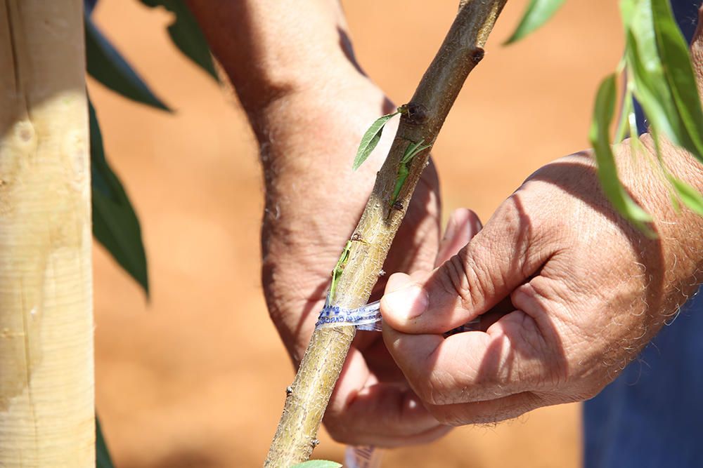 Las variedades de almendro autóctonas 'pau' y 'espineta' se injertan en 126 árboles para crear un banco de semillas.