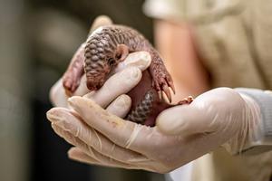 Nace una nueva cría de pangolín chino en el zoológico de Praga