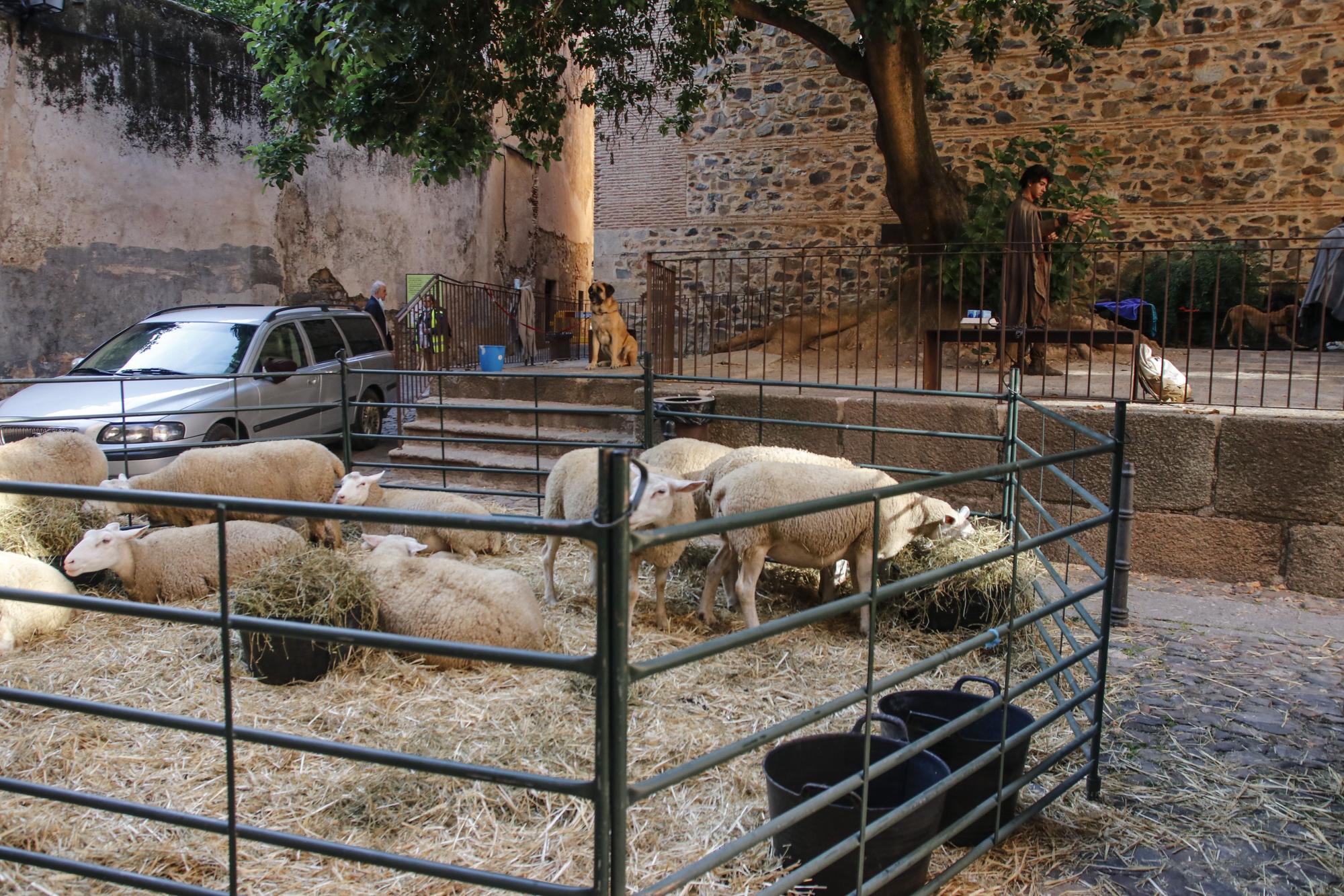 El rodaje de la precuela de 'Juego de tronos' en Cáceres, en imágenes