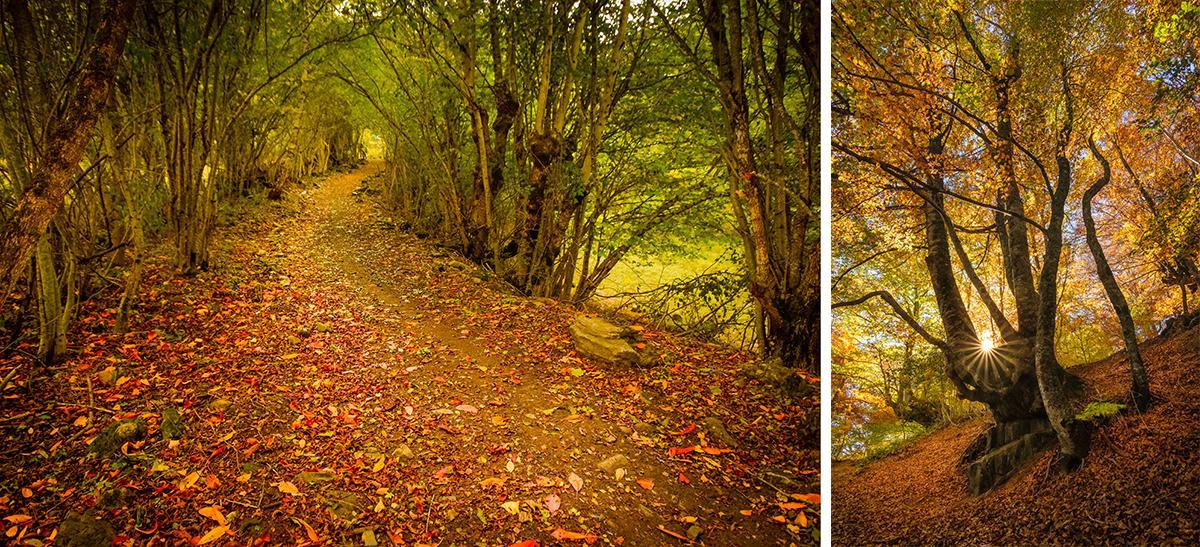 Bosque de Escunhau en otoño