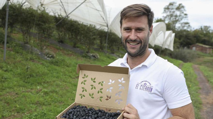 Rosa, dulce y sostenible: el arándano de premio que se cultiva en Asturias
