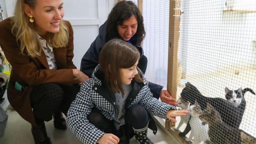 Las Protectoras extreman el celo para evitar las adopciones de animales para regalo