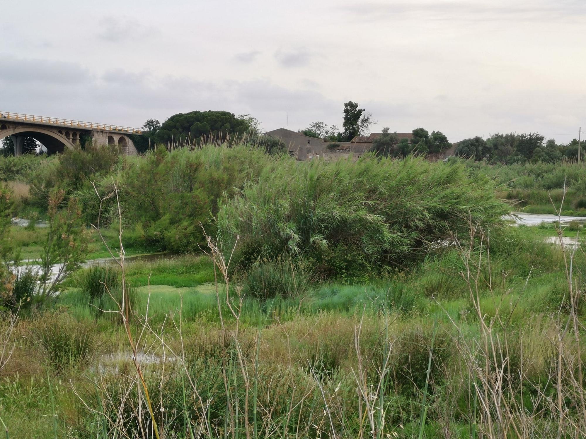 Un río Millars cada vez menos imperceptible en Almassora por la caña común