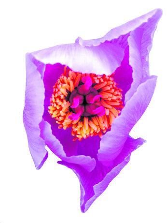 Palònia’ (Paeonia cambessedesii).