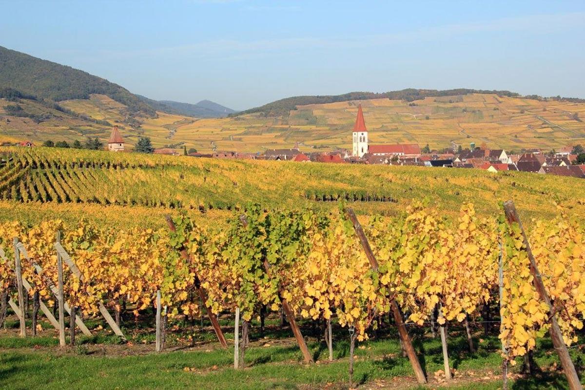 Viñedos de Alsacia