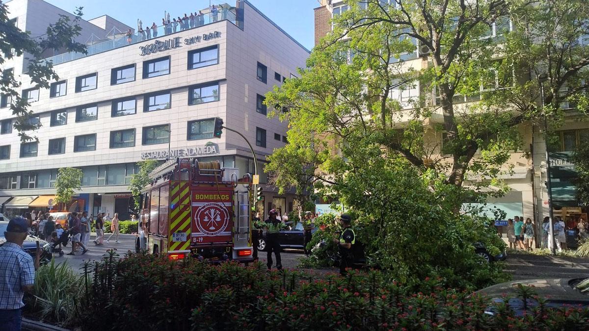 Bomberos retiran las ramas caídas el pasado martes.
