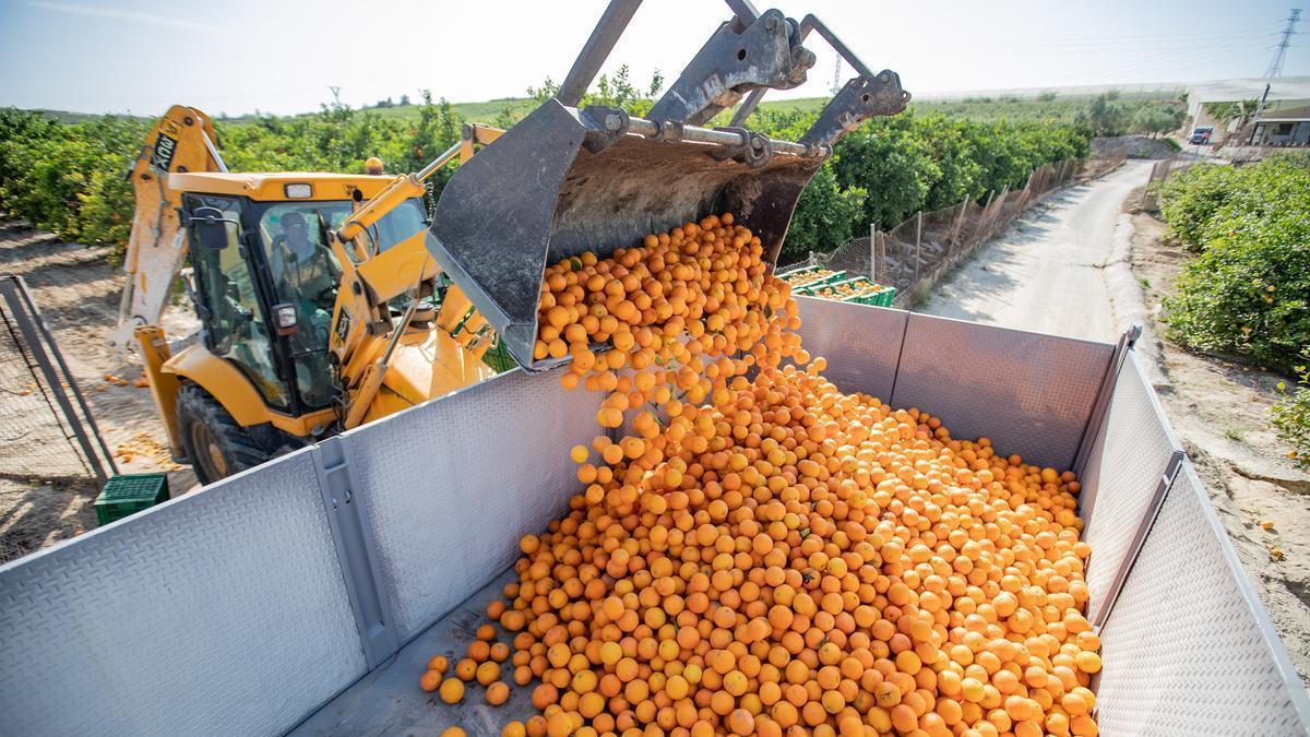 Recolección de naranjas en un campo de Torremendo, Orihuela.