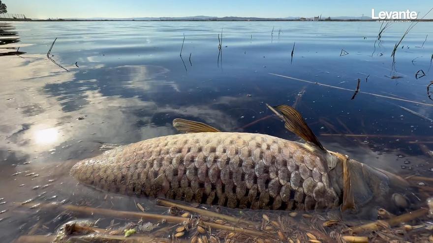La paciencia se agota en l’Albufera tras una nueva oleada de mortandad de peces