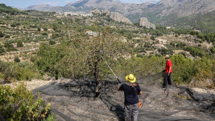 Frente común contra la plaga que amenaza a los almendros de Alicante