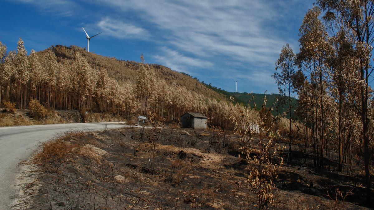 Una ladera completamente quemada, vista desde una de las pistas de acceso a Xiabre